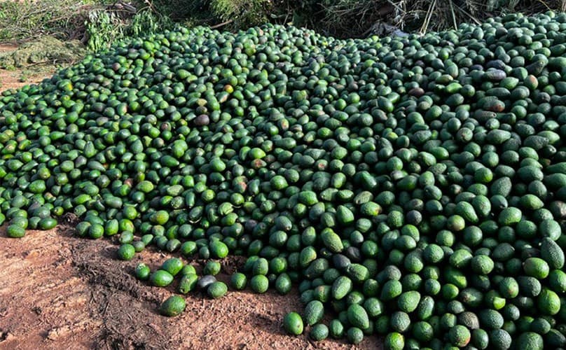 images/1652689346781avocado grader.jpg